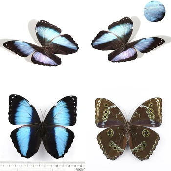 Morpho achille, истински образец на пеперуди, украса за дома, занятие, образование, научно-популярна подарък скулптура